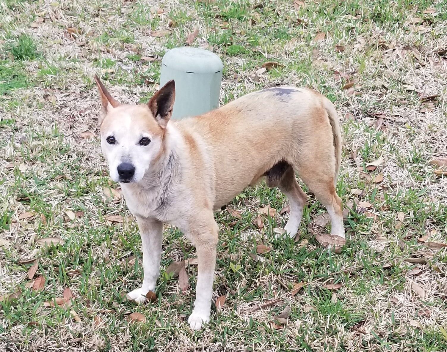 brownie the dog